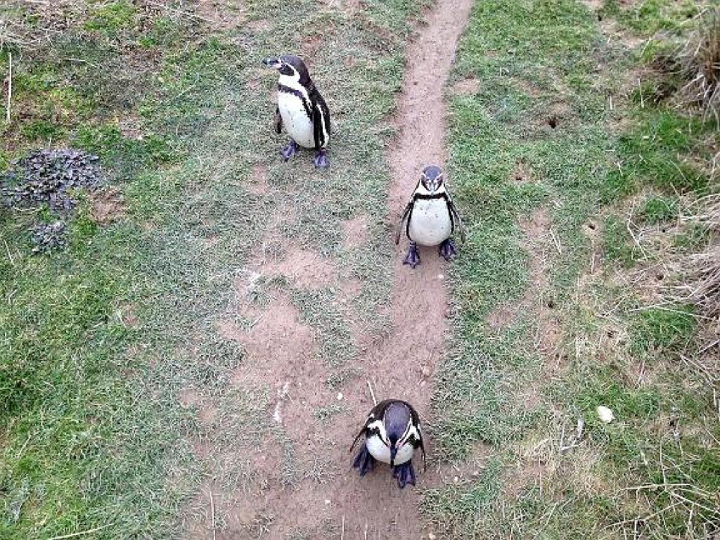 101PARC AUX OISEAUX DANS L AIN 2016 2_000051.jpg